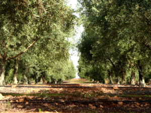 Portugal EasyCamp